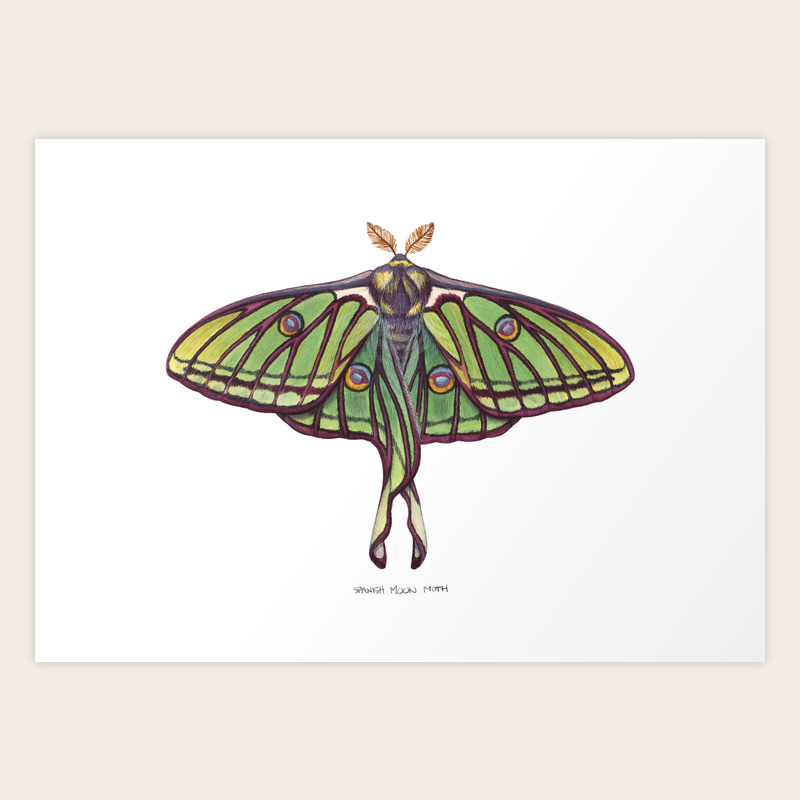Spanish Moon Moth Graellsia Isabellae Art Print By Jada Fitch Society6