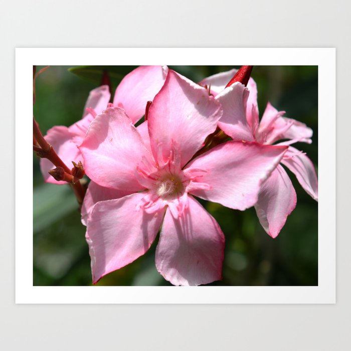 Pink Oleander Art Print