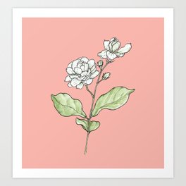 Sampaguita Art Print