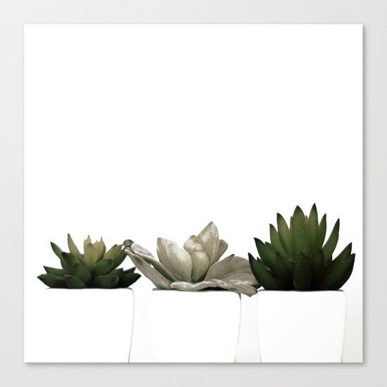 Lovely green cactus - cacti in white pots on a white background Canvas Print