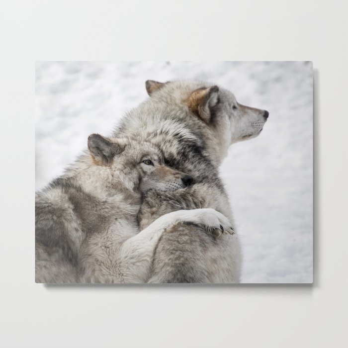 Wolves in Snow Metal Print
