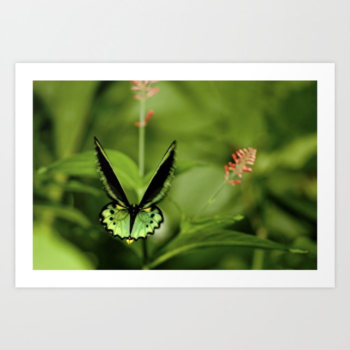 Birdwing Butterfly Art Print