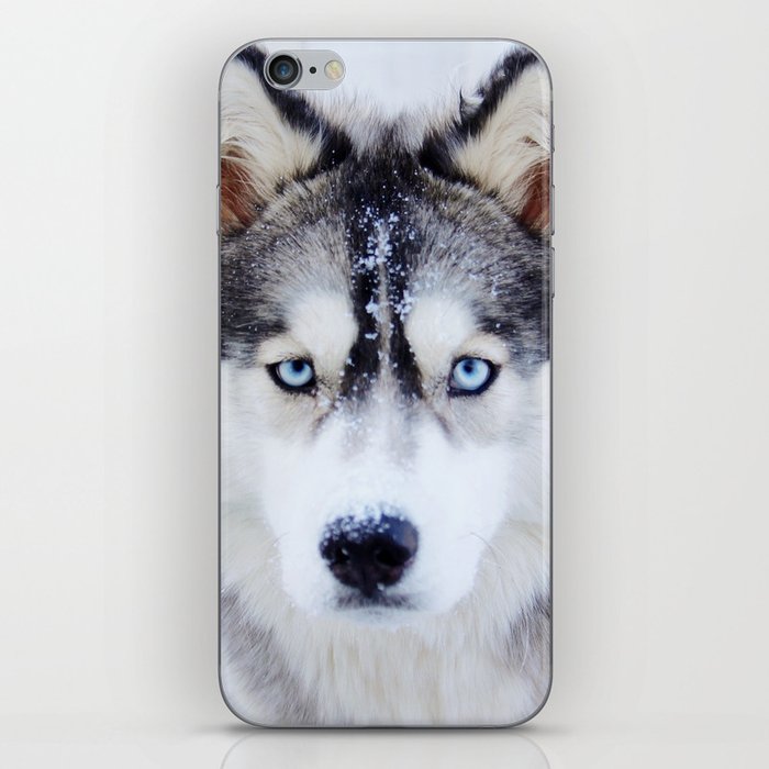 Wolf / Siberian Husky from Northern Canada iPhone Skin
