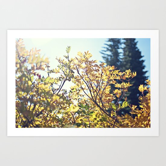 Fall Sun Art Print