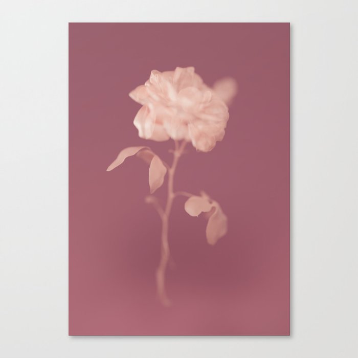 Rose Modern Floral Art Print Canvas Print