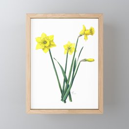 Yellow Daffodils Botanical Illustration Framed Mini Art Print