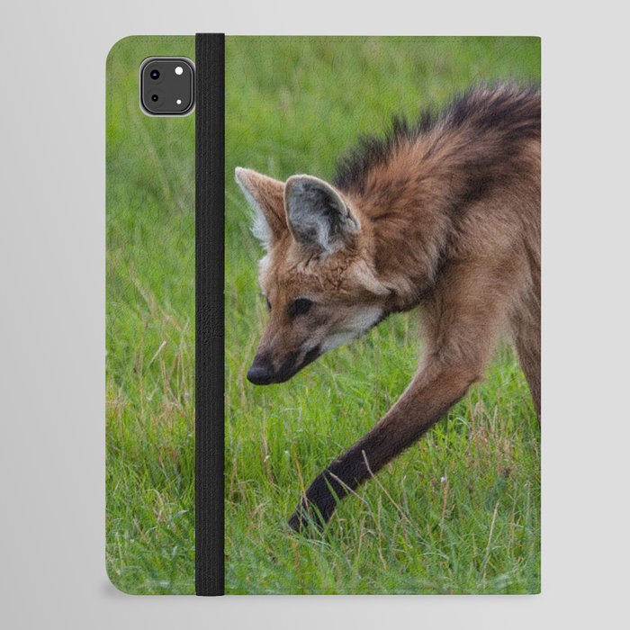 Argentina Photography - A Beautiful Maned Wolf Walking On A Field Of Grass iPad Folio Case