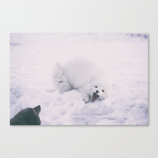 ARCTIC FOXES PLAYING Canvas Print