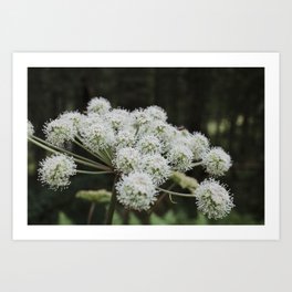 Green & White Flower | Nature Photography in Italy  Art Print