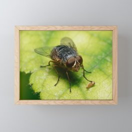 Photogenic Fly Framed Mini Art Print