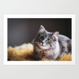 society6
