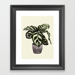 calathea botanical interior plant Framed Art Print