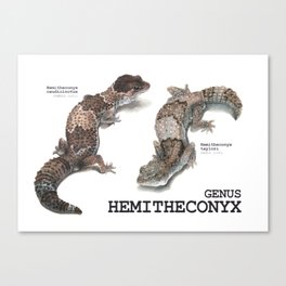 Genus Hemitheconyx Canvas Print