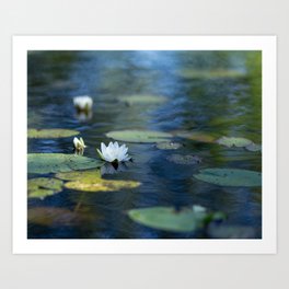 A water-lily Art Print