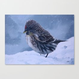 Redpoll Snowstorm Canvas Print