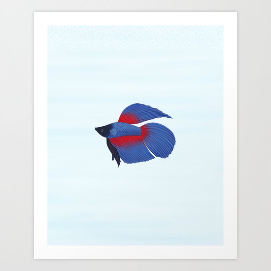 betta splendens royal blue male Art Print