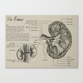 Medical Diagrams - The Kidney Canvas Print