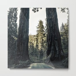 Twin giant redwoods II portrait version / sequoias Pacific Coast California nature color landscape photograph / photography Metal Print