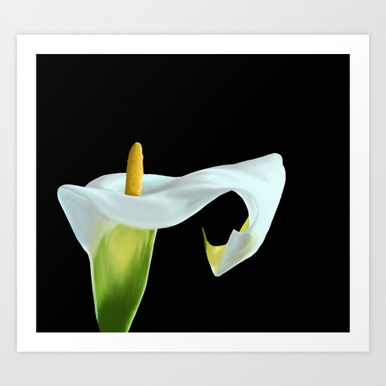 Calla Lily Art Print