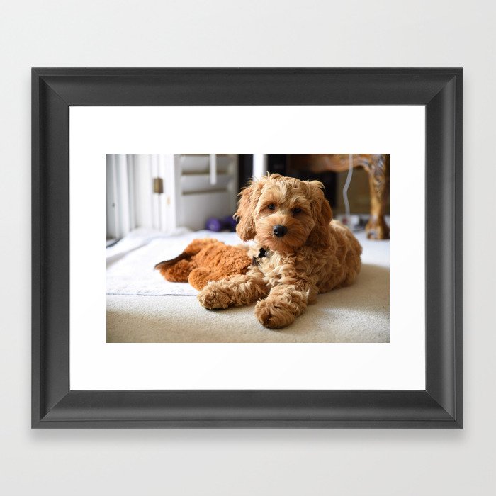 Young Cute Cockapoo Poodle Cocker Spaniel Framed Art Print