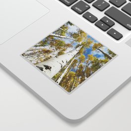 Aspen Trees in Nature Sticker