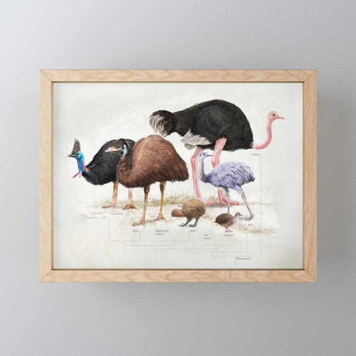 Paleognath bird evolution Framed Mini Art Print