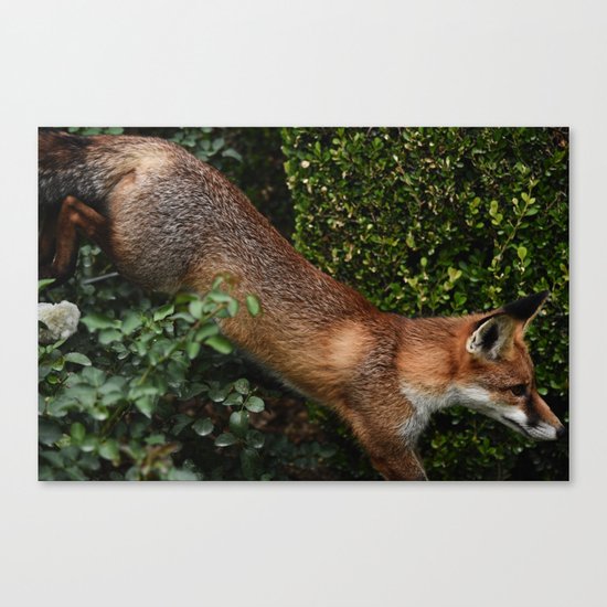 The Quick Brown Fox II Canvas Print