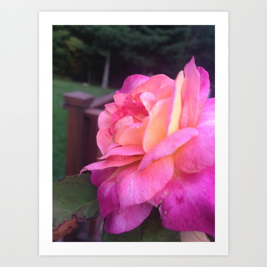 Roses in Rhode Island Art Print