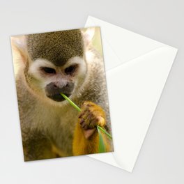 Brazil Photography - Monkey Eating A Grass Straw Stationery Card
