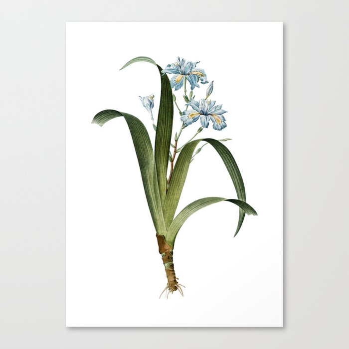 Vintage Iris Fimbriata Botanical Illustration on Pure White Canvas Print