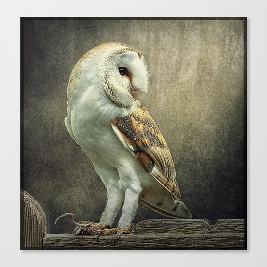 Barn Owl and Mouse Canvas Print
