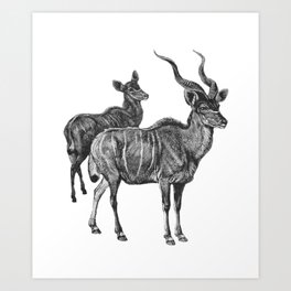 two kudu Art Print