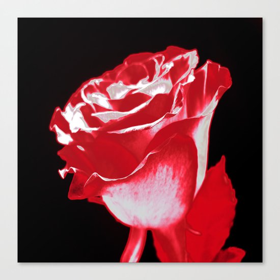 Colorful Rose P Canvas Print
