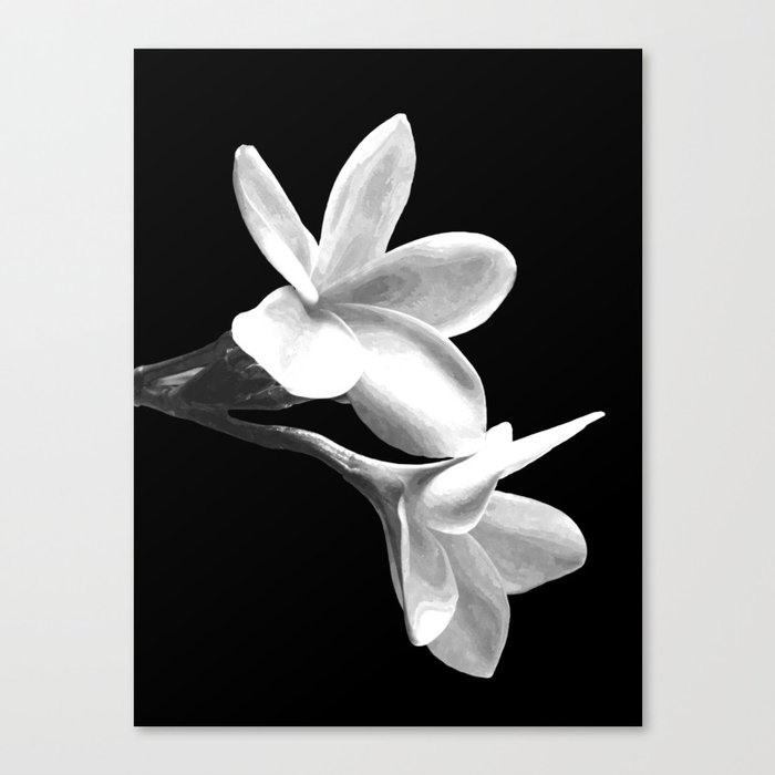 White Flowers Black Background Leinwanddruck White Flowers Black Background Leinwanddruck