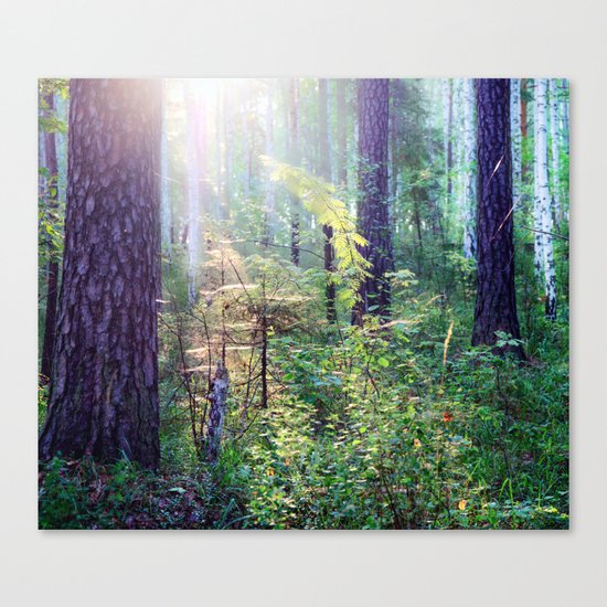 Sunny morning in the forest Canvas Print
