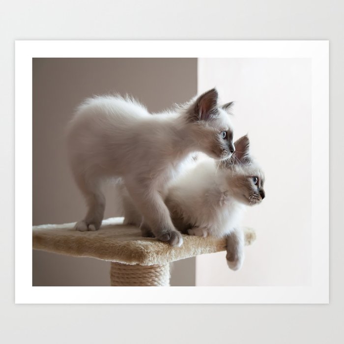 Portrait Of Two White Long Hair Birman Cats With Blue Eyes Art