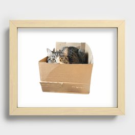 Teddy the cat in a cardboard box Recessed Framed Print