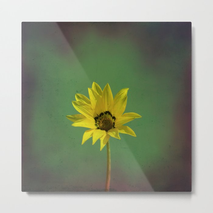 The yellow flower of my old friend Metal Print