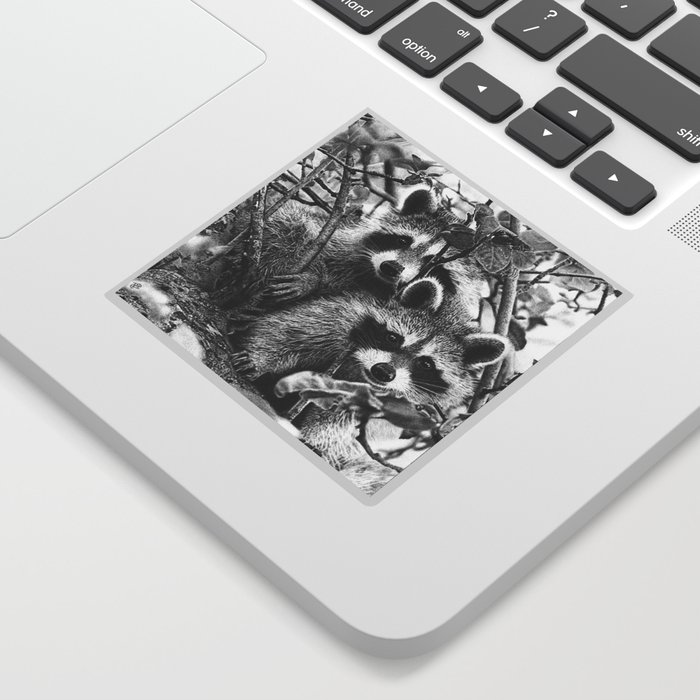 Double Trouble Wildlife Raccoons Portrait Sticker