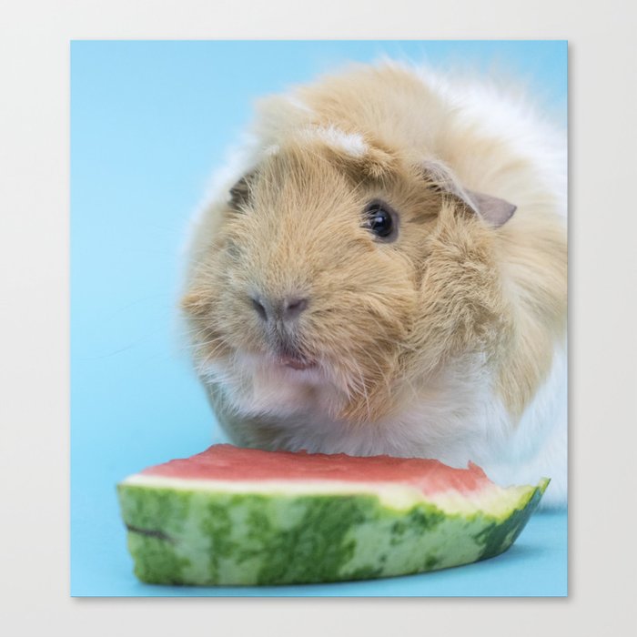 Are guinea pigs deals allowed watermelon