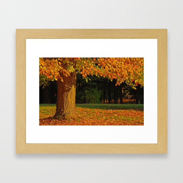 Orange Maple Framed Art Print