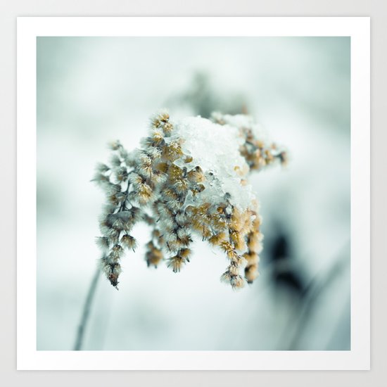 Frost & beauty Art Print