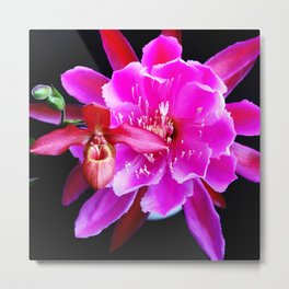 My Third Of May Surprise Metal Print | Orchid, Photo, Blackbackground, Pink, Color, Digital, Flower, Stilllife, Title, Cactus 