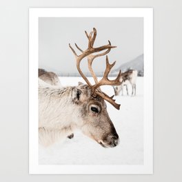 Reindeer with Antlers In Snow | Norway Tromsø Winter Art Print | Arctic Animal Travel Photography Art Print