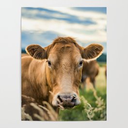 Summer in the Country with the Cows Poster