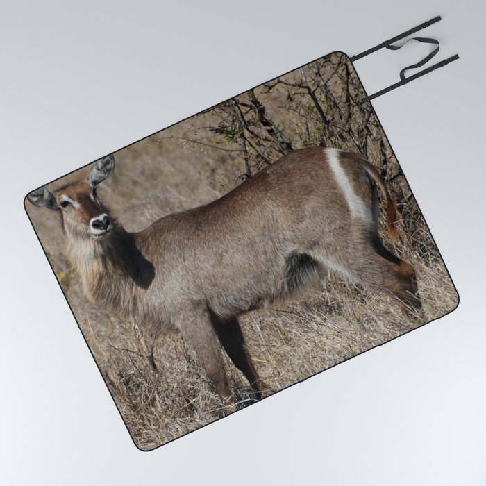 South Africa Photography - Waterbuck At The African Savannah Picnic Blanket