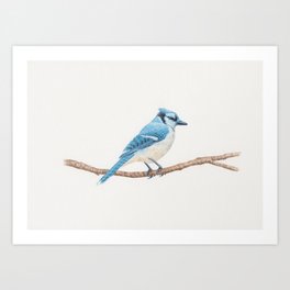 Blue Jay Art Print