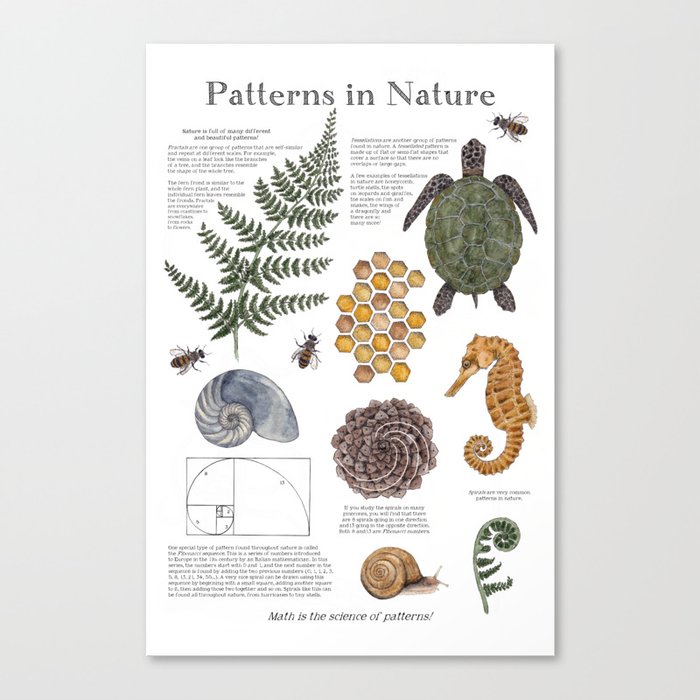 Patterns in Nature Canvas Print