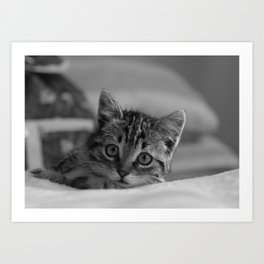 cat Art Print | Animal, Digital, Nature, Mixed Media 