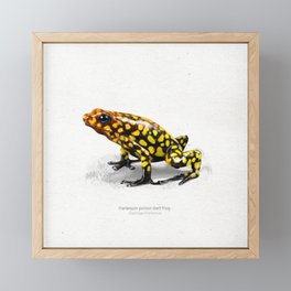 Harlequin poison dart frog art print Framed Mini Art Print